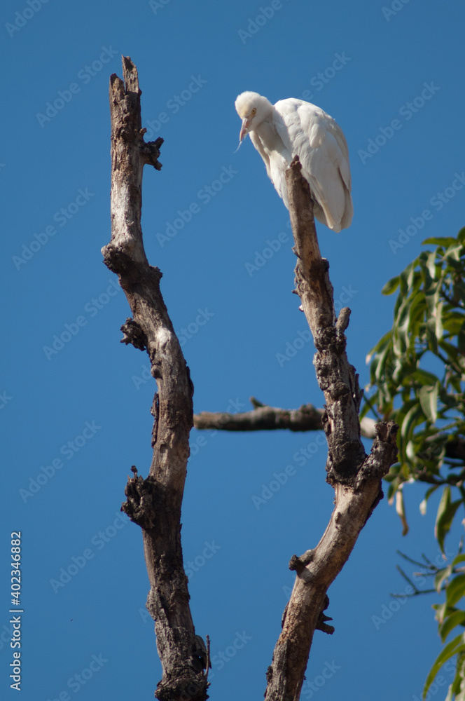 Cattle egret Bubulcus ibis on a tree. Tala. Madhya Pradesh. India. Cattle egret Bubulcus ibis on a tree. Tala. Madhya Pradesh. India.