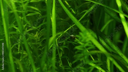 Tank full of underwater plants like Elodea canadensis, Ceratophyllum. Plants are very green and healthy. There is also some algae on the glass. photo