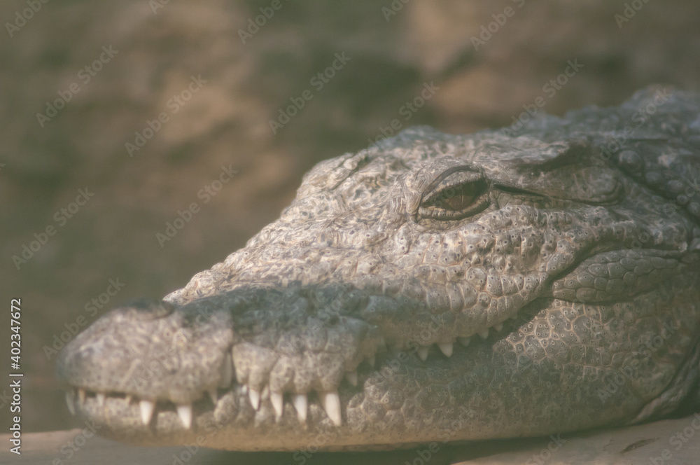 Head of a mugger crocodile Crocodylus palustris. Captivity breeding center. Sasan. Gir Sanctuary. Gujarat. India. Head of a mugger crocodile Crocodylus palustris. Captivity breeding center. Sasan. Gir Sanctuary. Gujarat. India.