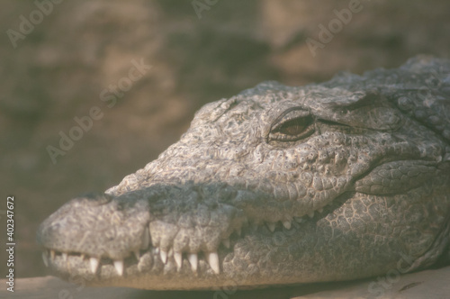 Head of a mugger crocodile Crocodylus palustris. Captivity breeding center. Sasan. Gir Sanctuary. Gujarat. India.