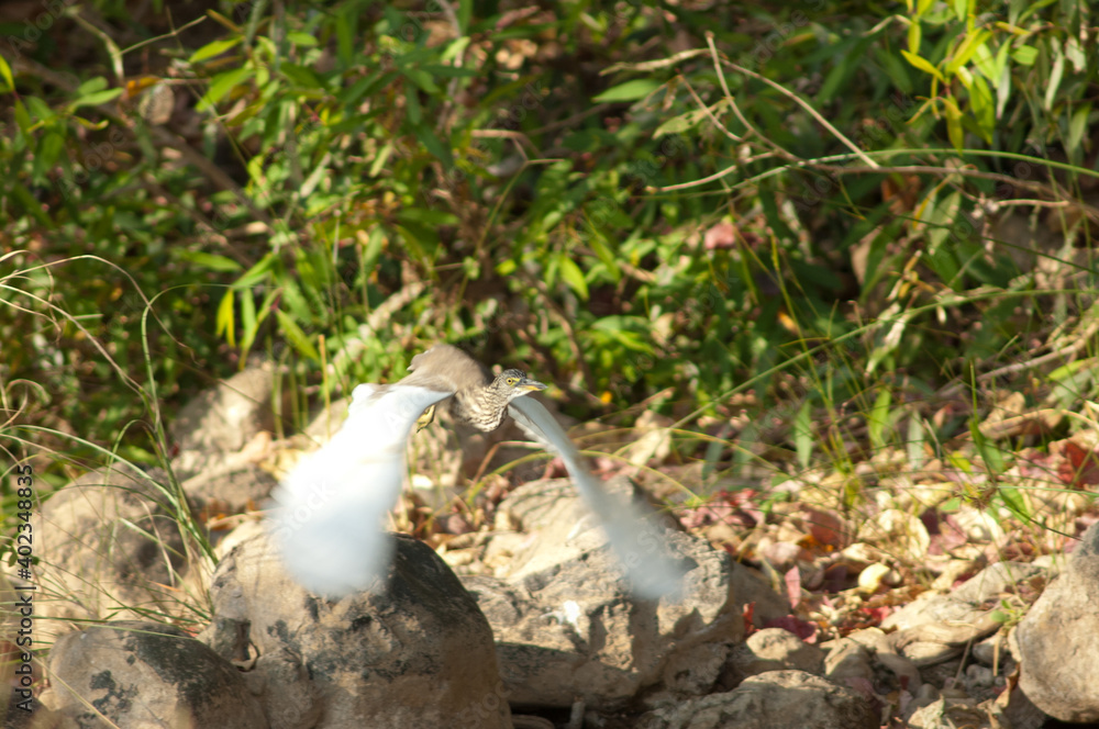 Obraz premium Indian pond heron Ardeola grayii taking flight. Hiran river. Sasan. Gir Sanctuary. Gujarat. India.