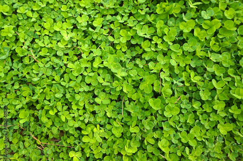 green leaf clovers background