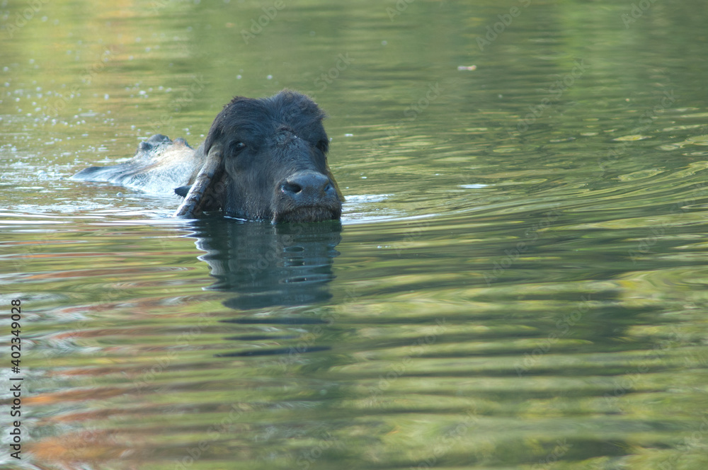 Water buffalo Bubalus bubalis in the Hiran river. Sasan. Gir Sanctuary. Gujarat. India. Water buffalo Bubalus bubalis in the Hiran river. Sasan. Gir Sanctuary. Gujarat. India.