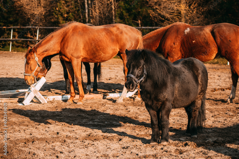 horses on a sandy paddock, Shetland pony, draft horse horses on a sandy paddock, Shetland pony, draft horse