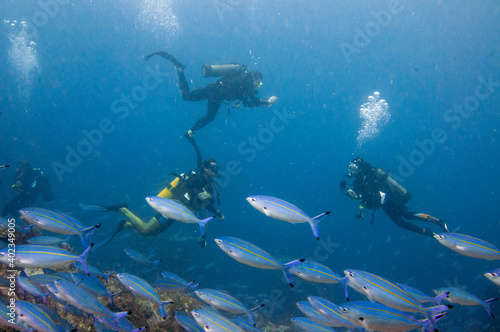Group of Scuba divers swimming with school of fusilier fish in foreground