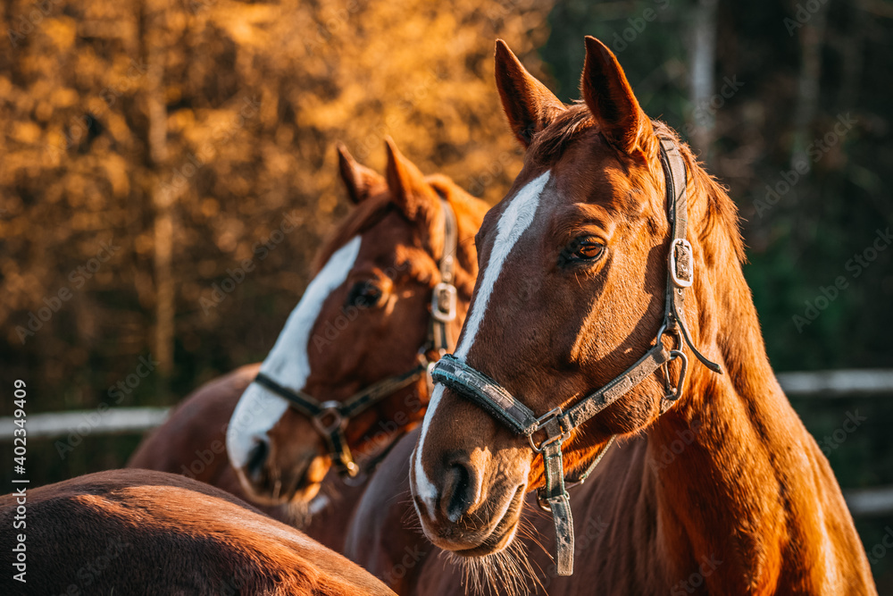 Obraz premium horses in the paddock, sunny day, chestnut horses