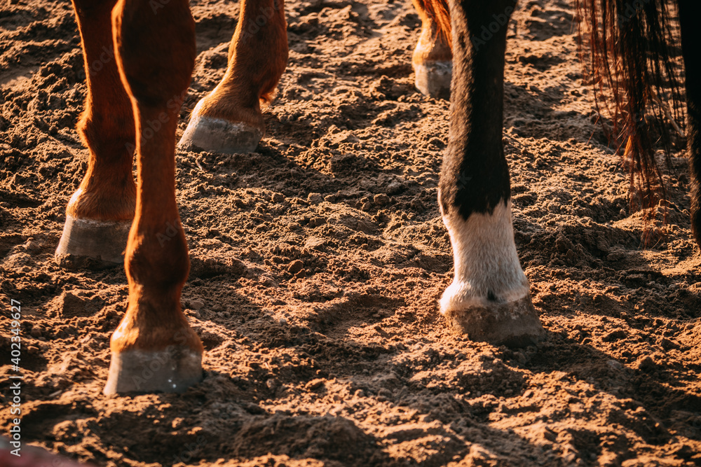 Fototapeta premium horse legs, a few horses, sandy paddock, horse hooves