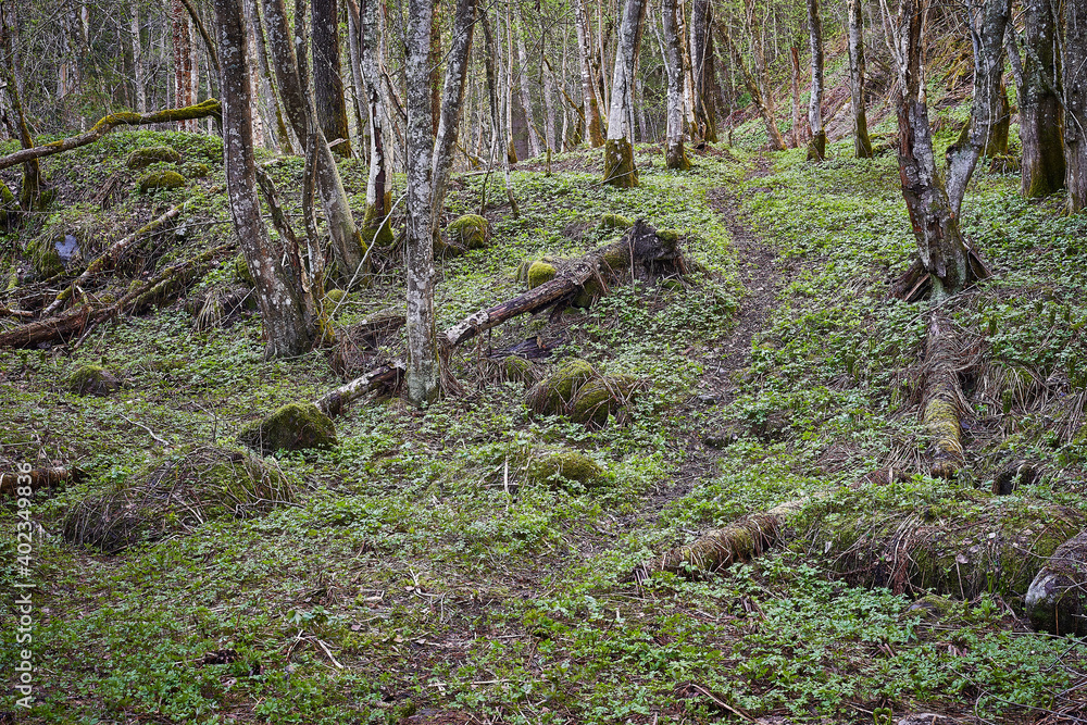 path in the valley at spring path in the valley at spring