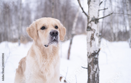 Portrait of a beige dog in a snowy winter forest. A golden retriever stands in a snowdrift against a background of trees. The winter forest is covered with snow.