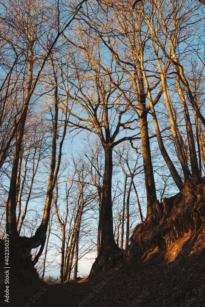 Naklejka premium Path in the woods lined with bare trees lit by the sun, autumn landscape