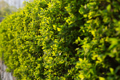 a green hedge formed by a privet