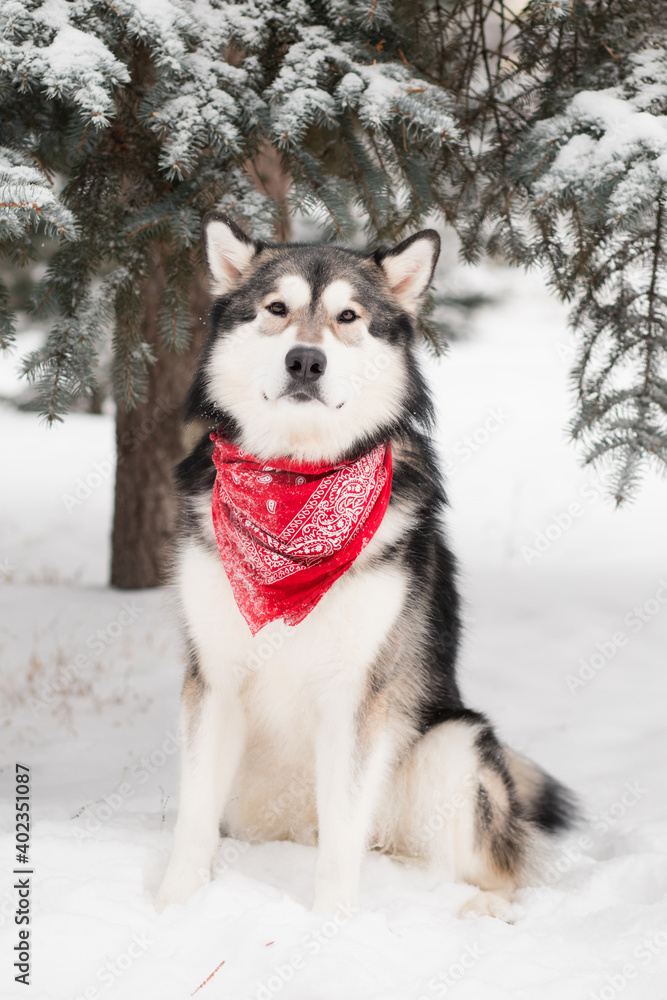 alaskan malamute sitting in red scarf. Dog winter forest