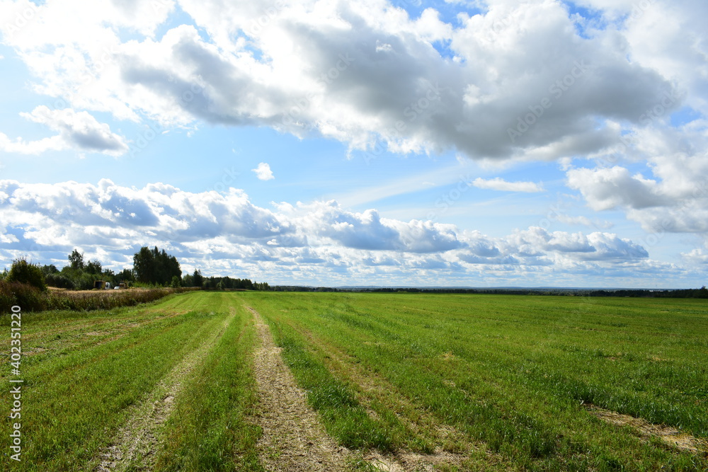 landscape in the summer