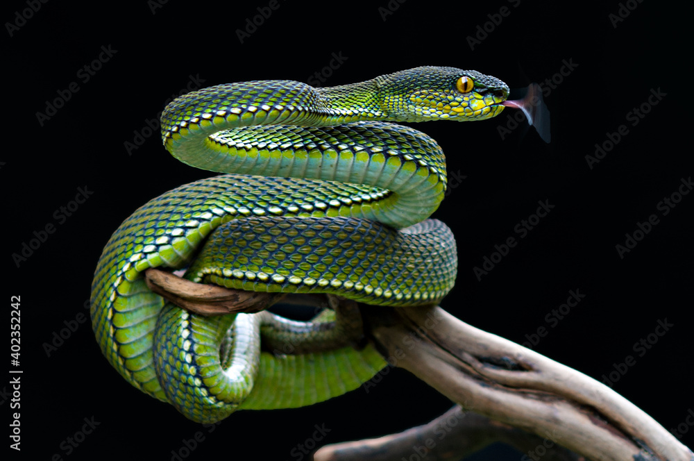 Fototapeta premium Mangrove pit Viper on black background