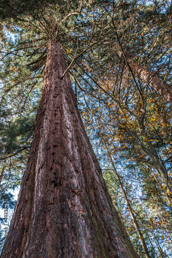 Fototapeta premium Big and huge mammoth tree in the middle of the forest