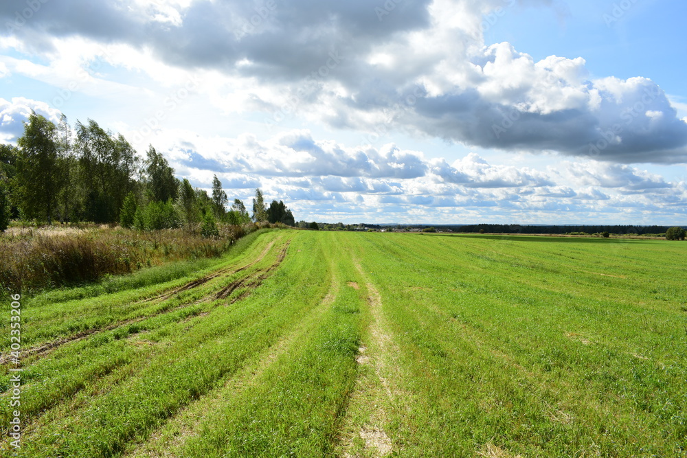Fototapeta premium landscape with field