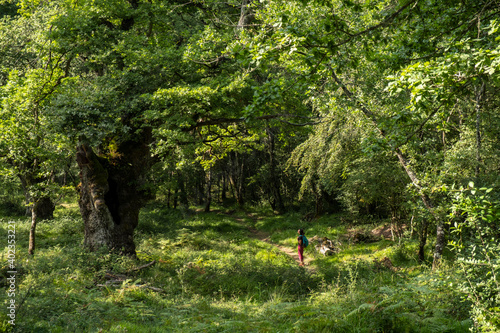 green route, forest of the Centennial Oaks, Munain and Okariz, Alava, basque country, spain © Tolo