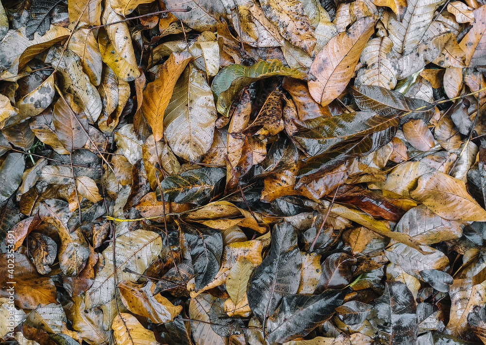 The texture of wet and dry autumn fallen walnut leaves of brown color after rain. Deadwood, top view. The texture of wet and dry autumn fallen walnut leaves of brown color after rain. Deadwood, top view.