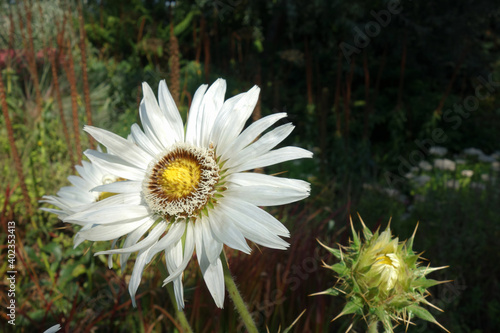 Berkheya cirsiifolia photo