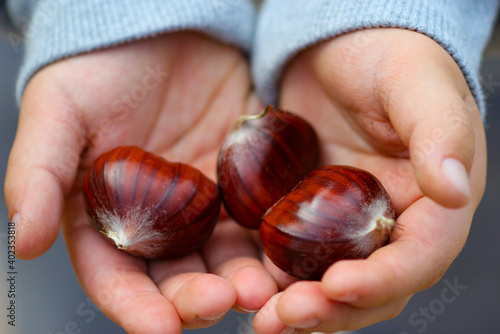 Castañas recien recogidas en las manos de un niño