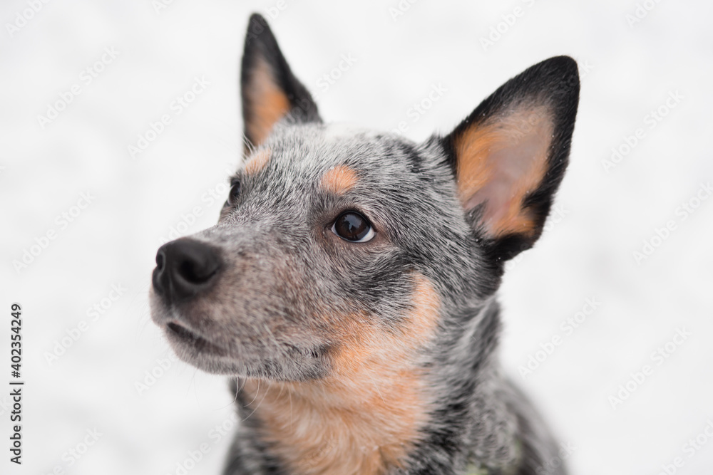 Healer in winter. close up portrait. Australian shepherd Dog and snowfall Healer in winter. close up portrait. Australian shepherd Dog and snowfall