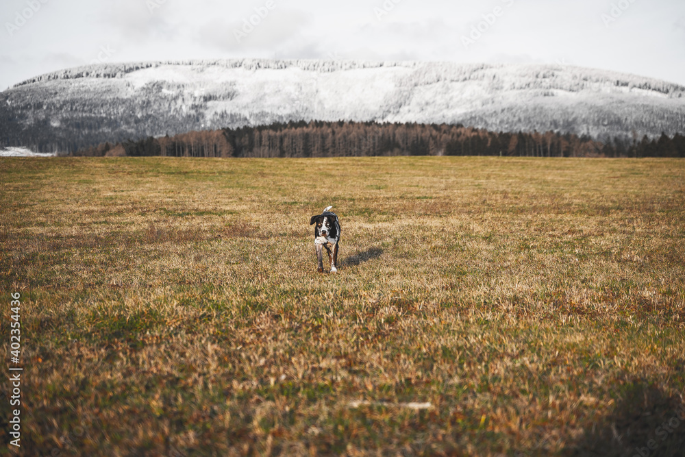 Louisiana leopard Dog walking on mountain meadow Louisiana leopard Dog walking on mountain meadow