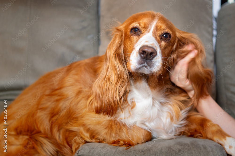 Obraz premium Cute cocker spaniel dog pet inside a family house