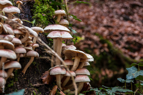 A bunch of mushrooms on an old dead tree trunk photo