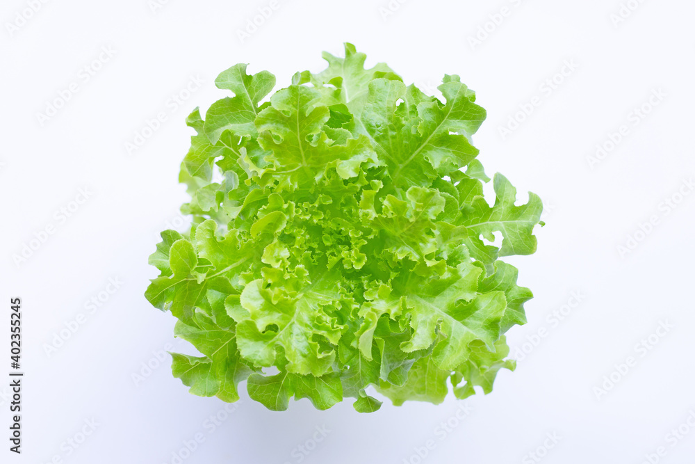 Obraz premium Green oak lettuce on white background