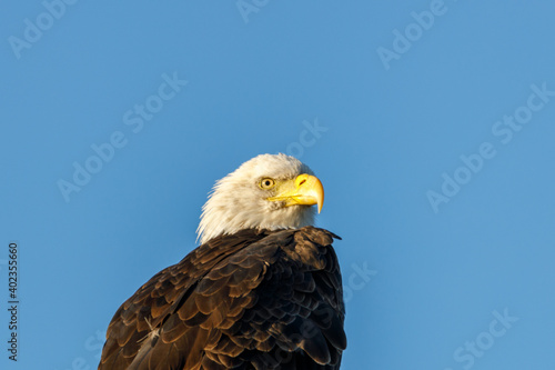 Close up of a perched Bald Eagle (Haliaeetus leucocephalus) looking for prey with blue sky background.  © Aaron J Hill