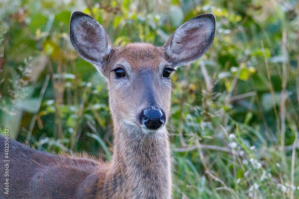 Close-up portrait of a White-tailed Doe (Odocoileus virginianus) during late summer. Selective focus, background and foreground blur.
Close-up portrait of a White-tailed Doe (Odocoileus virginianus) during late summer. Selective focus, background and foreground blur.