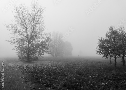 Autumn landscape. Foggy morning. Black and white. Mobile photography.