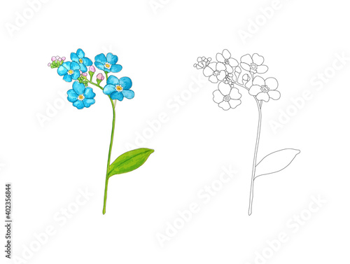 Coloring page with forget me not flower. Colorful pattern with black outline for coloring.