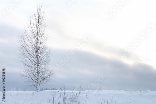 snowy white field in the Latvian countryside where you can see some trees without leaves