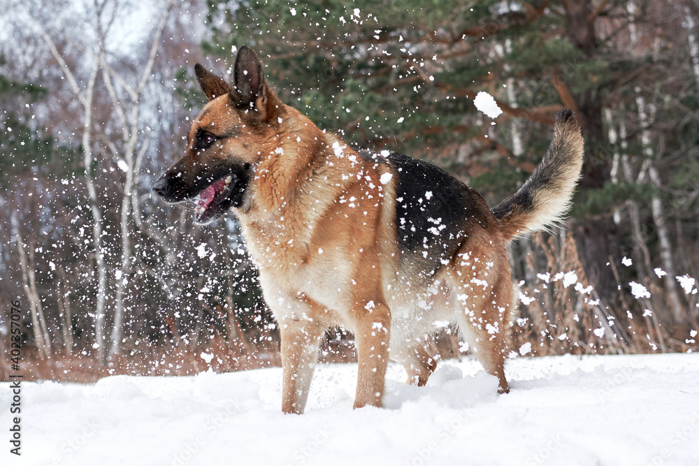 Artificial snowfall and happy dog on walk in frosty forest. Active games with dog in fresh air. German Shepherd black and red in snowy winter forest rejoices and catches snow with mouth. Artificial snowfall and happy dog on walk in frosty forest. Active games with dog in fresh air. German Shepherd black and red in snowy winter forest rejoices and catches snow with mouth.