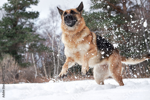 Artificial snowfall and happy dog on walk in frosty forest. Active games with dog in fresh air. German Shepherd black and red in snowy winter forest rejoices and catches snow with mouth.