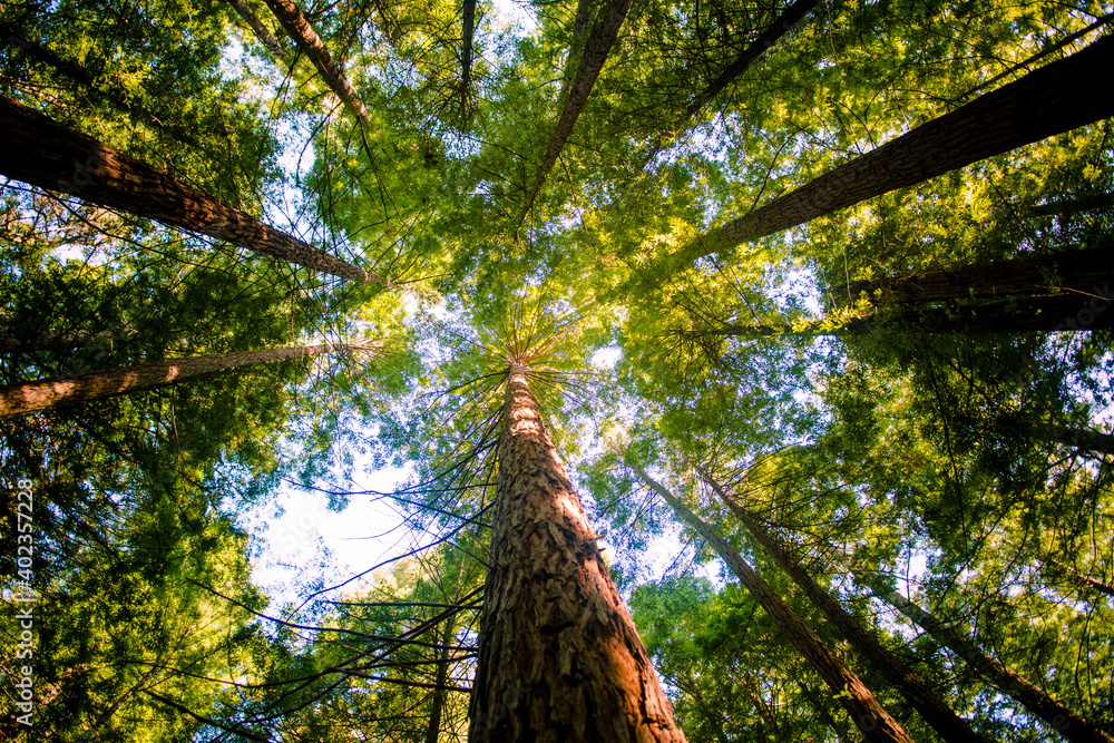 Fototapeta premium sequoia trees and sky