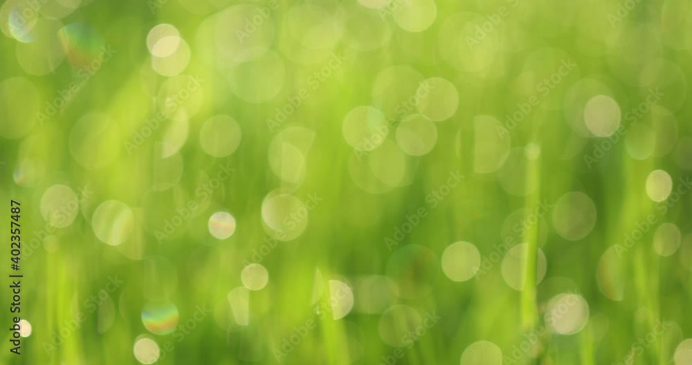 Defocused green bokeh, leaves or grass natural background. Defocused green bokeh, leaves or grass natural background.
