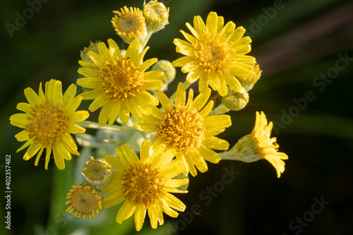 Photography Beautiful yellow flowers of  the fen ragwort  in dew