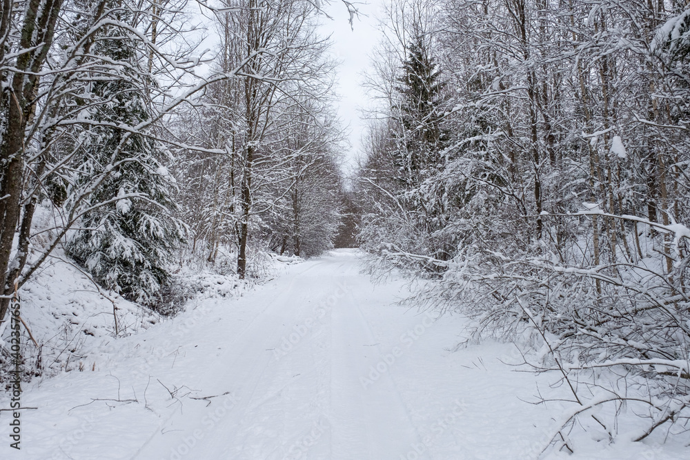 Fototapeta premium snowy white forest road in the countryside of Latvia