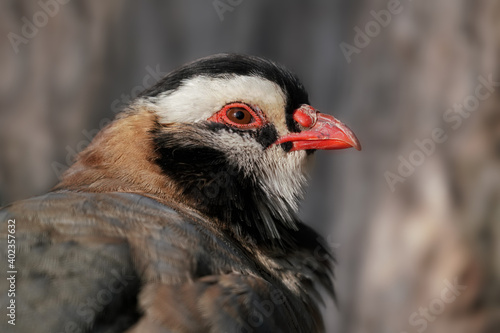 portrait eines vogels aus arabien  Schwarzkopfsteinhuhn  Alectoris melanocephala