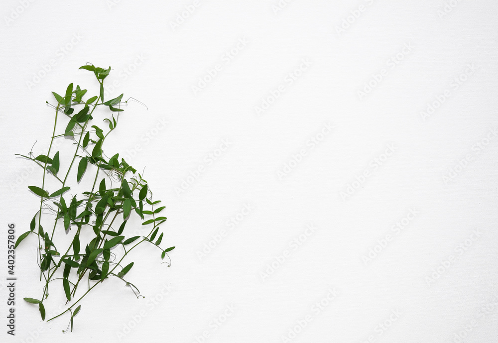 bamboo leaves background bamboo leaves background