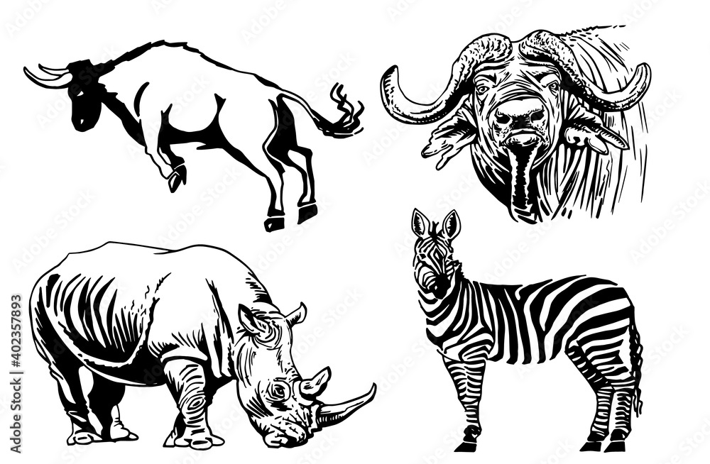Obraz premium Vector set of wild animals, rhino,zebra and bull on white background,illustration