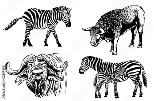 Vector set of zebras and bulls on white background   animals
