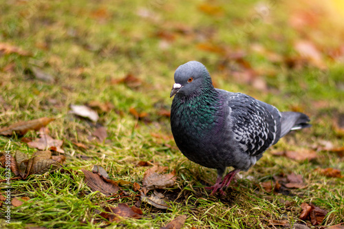 Lonely pigeon looking for food in green grass