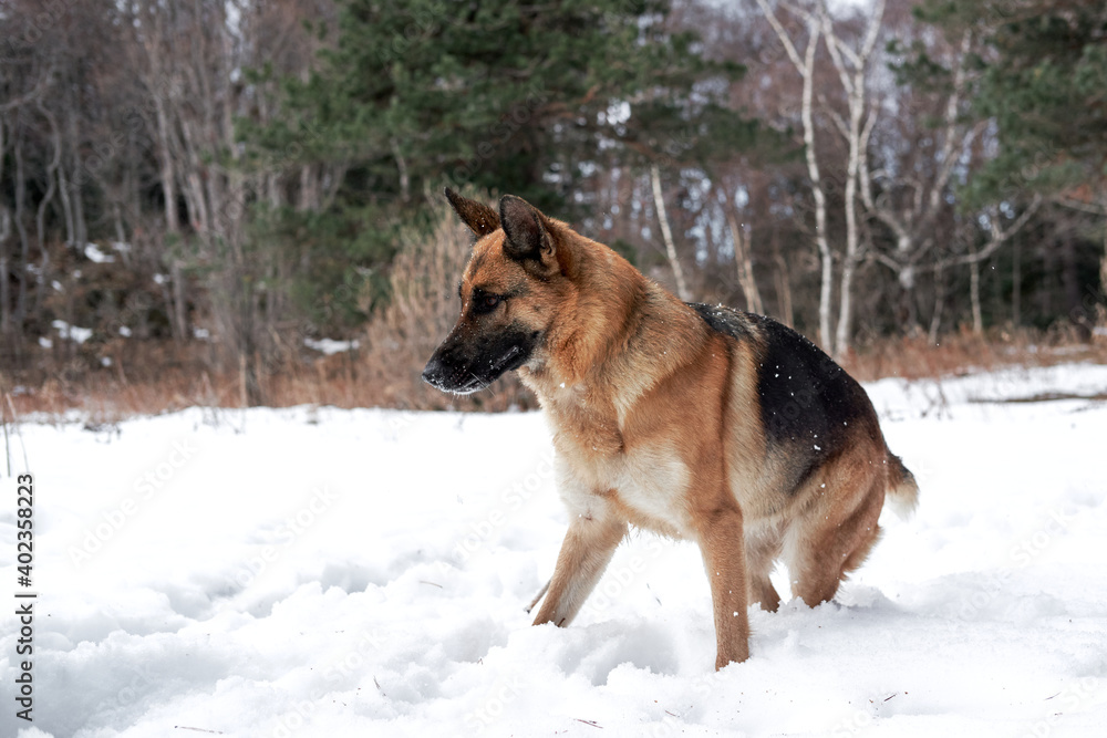 Charming purebred dog on background of green coniferous trees, horizontal picture. Beautiful young girl dog breed German Shepherd black and red color stands in winter snow forest and poses. Charming purebred dog on background of green coniferous trees, horizontal picture. Beautiful young girl dog breed German Shepherd black and red color stands in winter snow forest and poses.