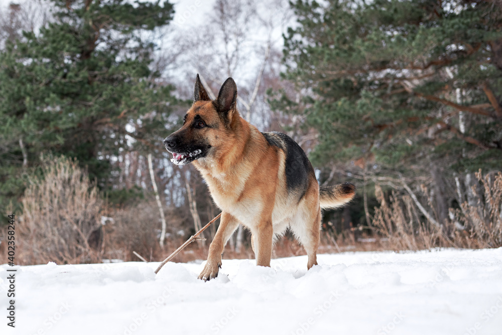 Charming purebred dog on background of green coniferous trees, horizontal picture. Beautiful young girl dog breed German Shepherd black and red color stands in winter snow forest and poses.