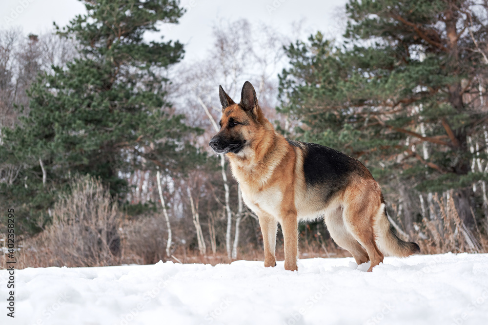 Charming purebred dog on background of green coniferous trees, horizontal picture. Beautiful young girl dog breed German Shepherd black and red color stands in winter snow forest and poses. Charming purebred dog on background of green coniferous trees, horizontal picture. Beautiful young girl dog breed German Shepherd black and red color stands in winter snow forest and poses.