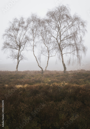 Wallpaper Mural trees in the fog Torontodigital.ca
