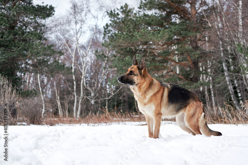 Charming purebred dog on background of green coniferous trees  horizontal picture. Beautiful young girl dog breed German Shepherd black and red color stands in winter snow forest and poses.